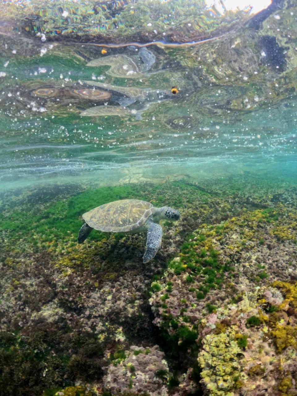 Tortuga comiendo